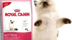 Кітковий рейтинг